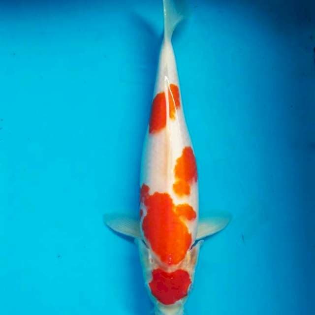 Maruten kohaku