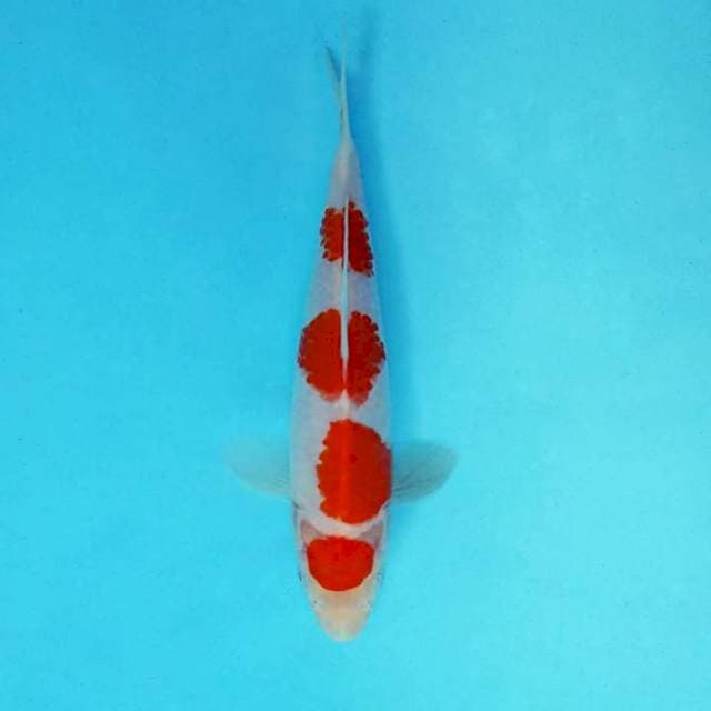 ATAKA 4 - MARUTEN KOHAKU ®