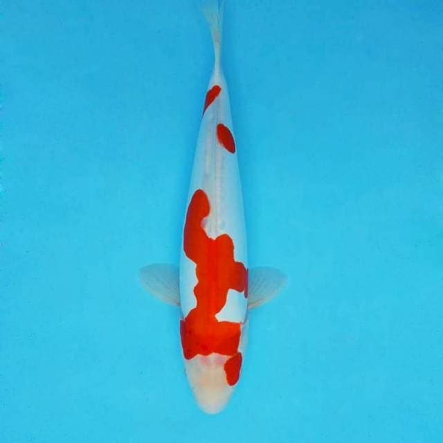 ATAKA 8 - KOHAKU DOITSU ®