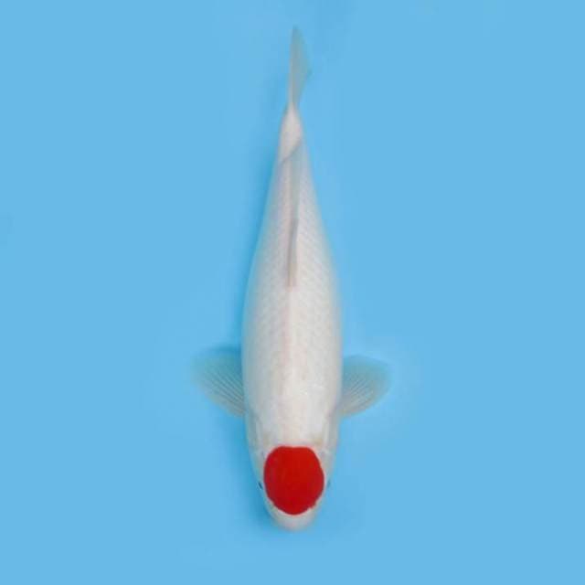 TANCHO KOHAKU F1-GOOD QUALITY