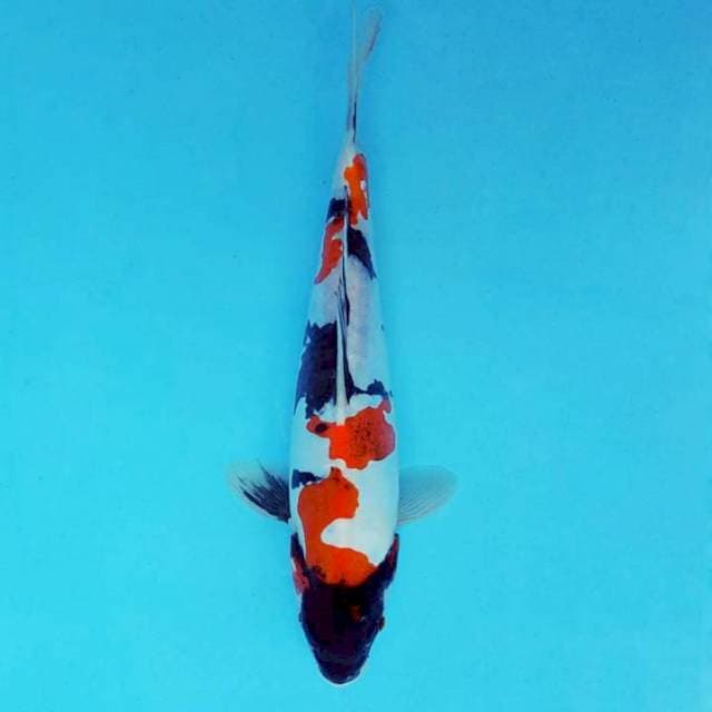 ATAKA 9 - SHOWA DOITSU ®