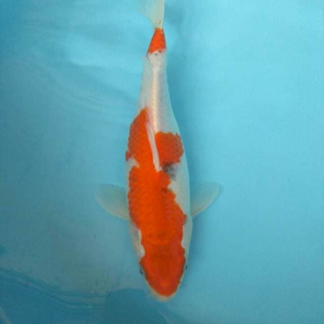 GHOSIKI 30CM
