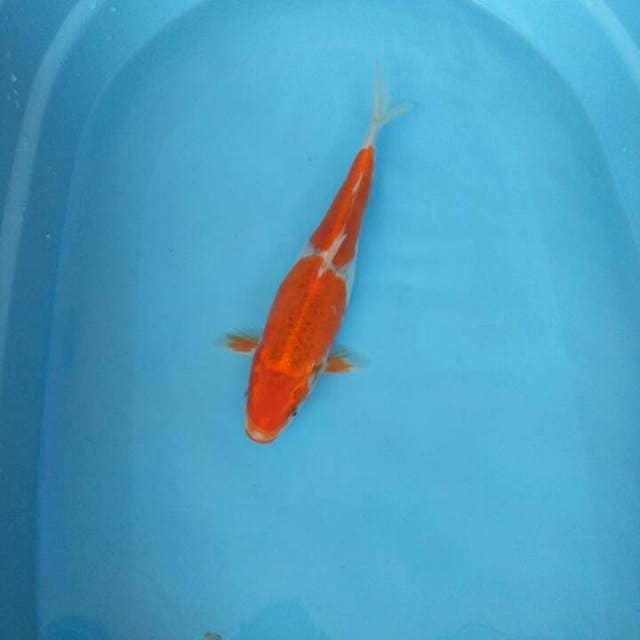 GHOSIKI 34CM