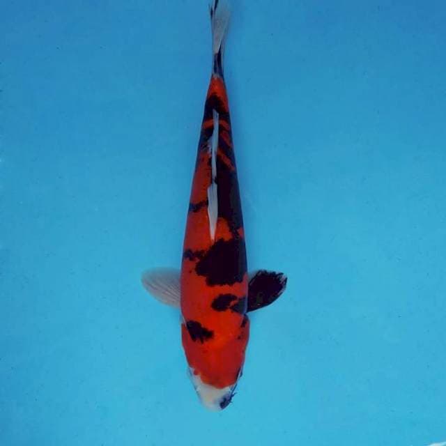 ATAKA 15 - HI SHOWA DOITSU ®
