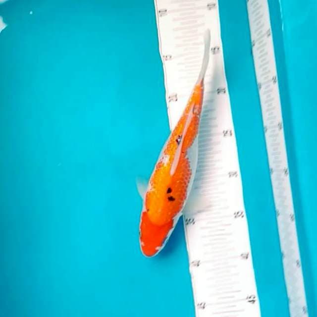 Yellow Sanke Ginrin # 27cm