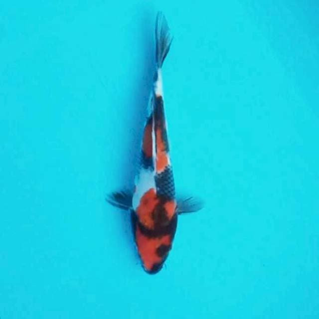 Showa Shansoku # 26cm