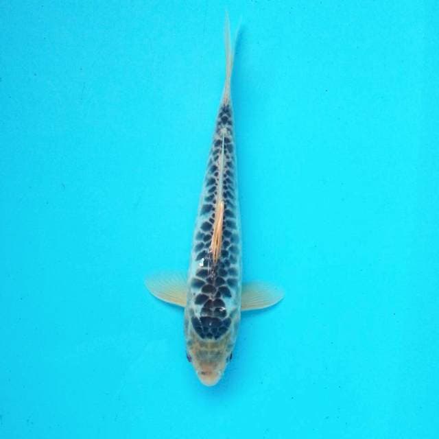 Asagi sisik naga # 26cm