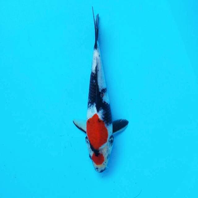 Showa kropyok # 23cm