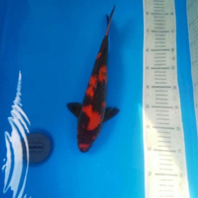 Hi Utsuri 37 cm