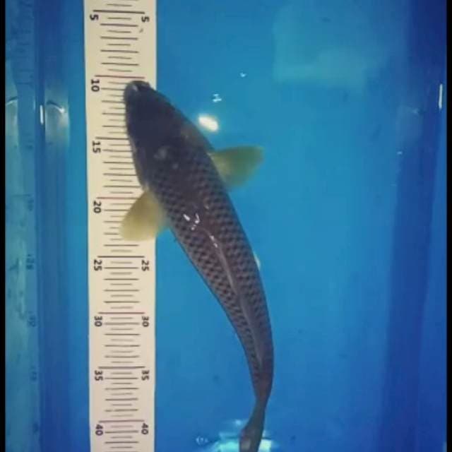 Chagoi 30bu