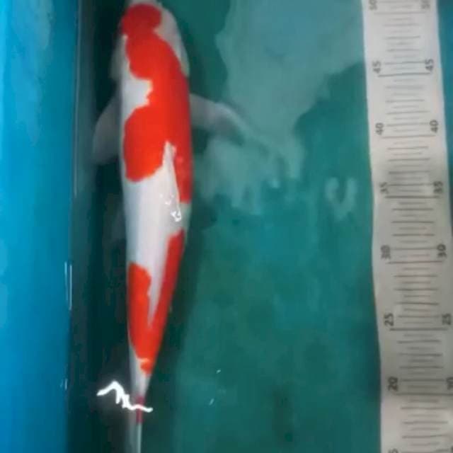 Kohaku 30bu