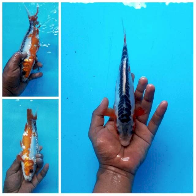 Shusui Prospek ±22cm