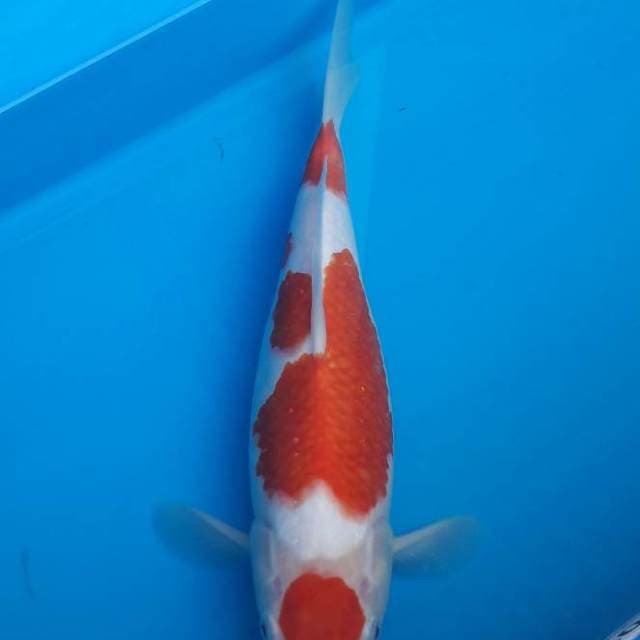Maruten Kohaku