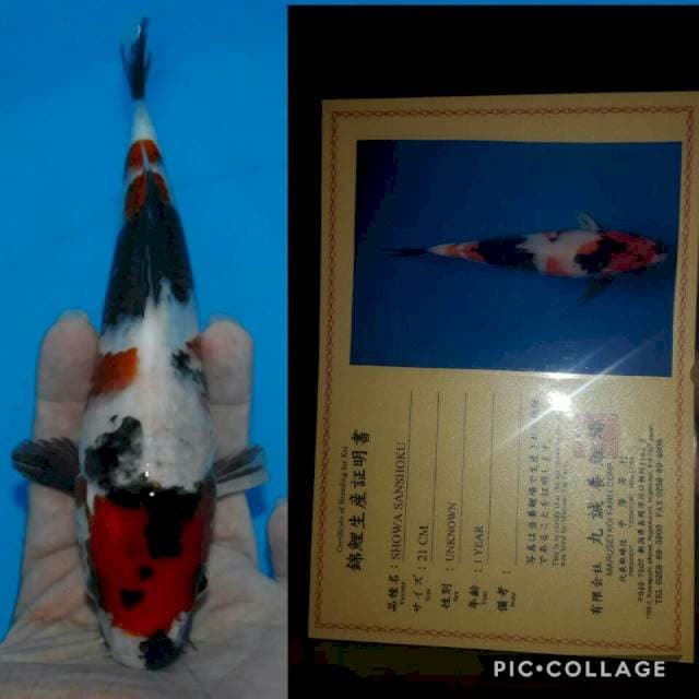 showa import marusei merah darah serty