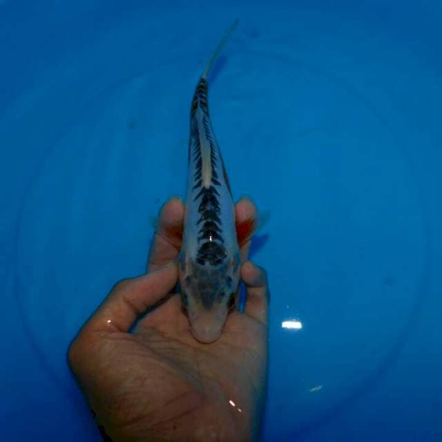 shusui f1 kawakami 25cm