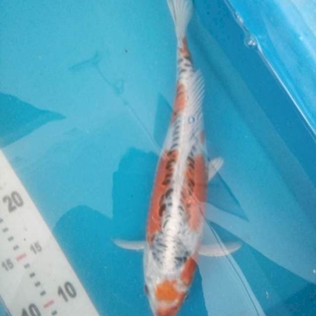 Kujaku Doit 30cm