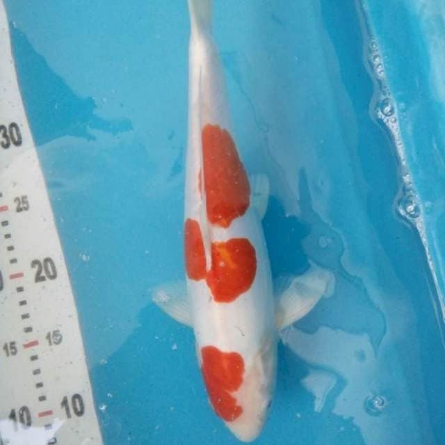 Kohaku Doit 31cm