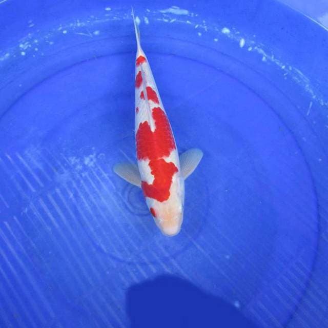 Kohaku merah darah ±30cm male
