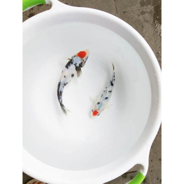 DUO TANCO 23-27 CM
