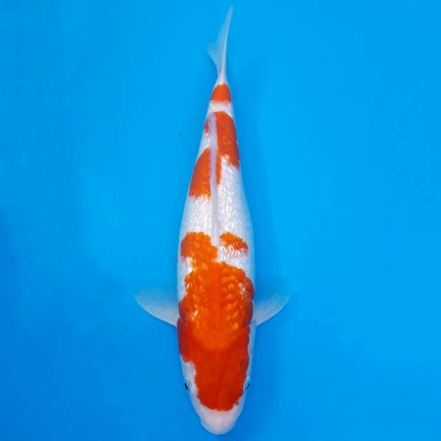 Jumbo ginrin kohaku 37cm