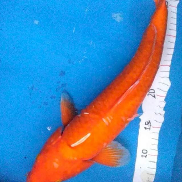 JUMBO AKA HJiRO 44 cm
