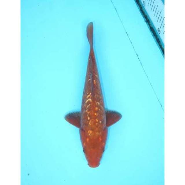 ARAGOKE GINRIN ANTIK 20 CM MALE