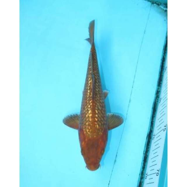 CHAGOI GINRIN 21 CM MALE