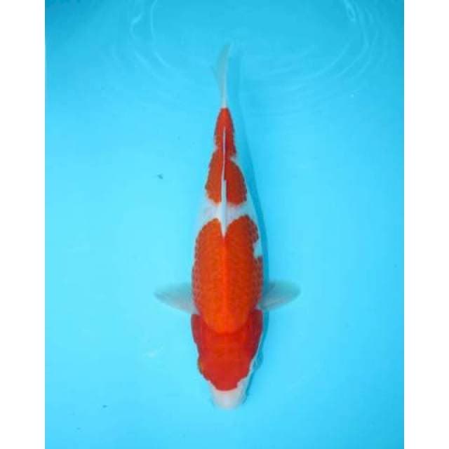 NIDAN KOHAKU 28 CM FEMALE