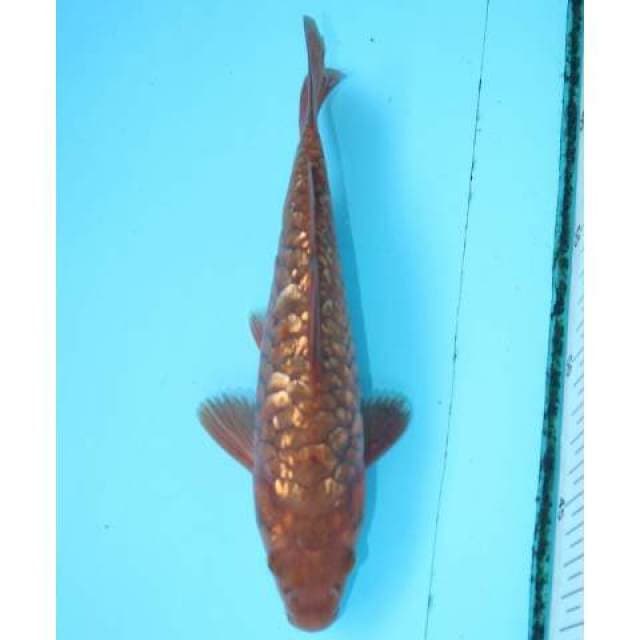 ARAGOKE GINRIN ANTIK 22 CM MALE