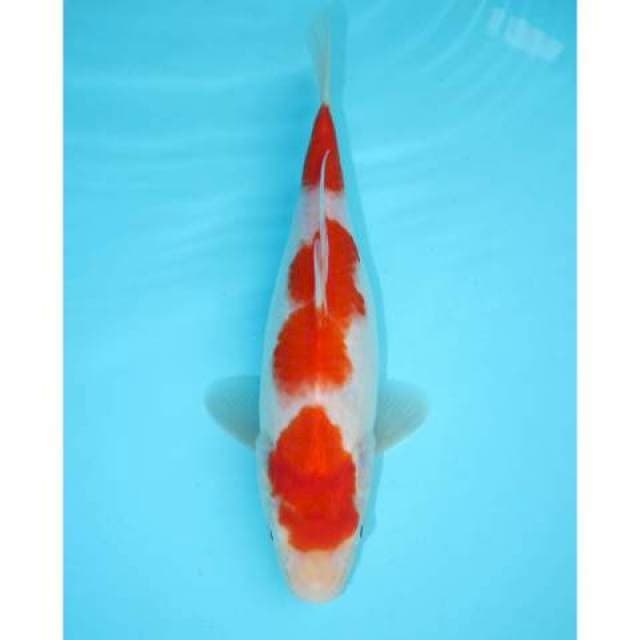SANDAN KOHAKU 28 CM FEMALE