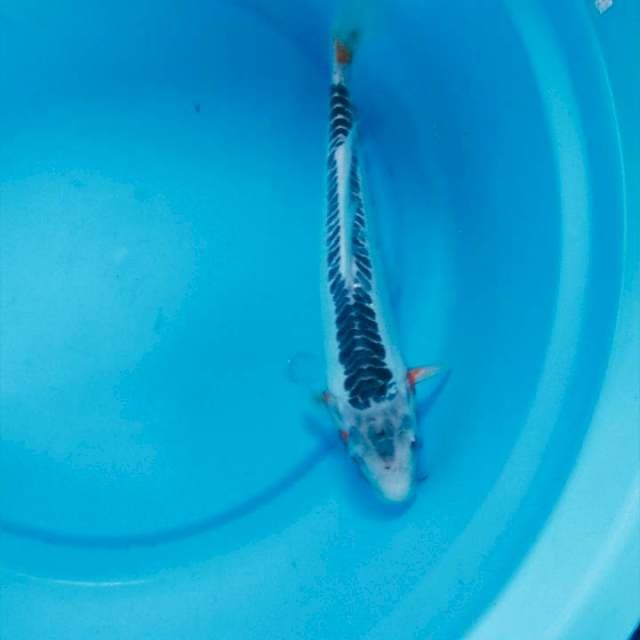 shusui male 32cm