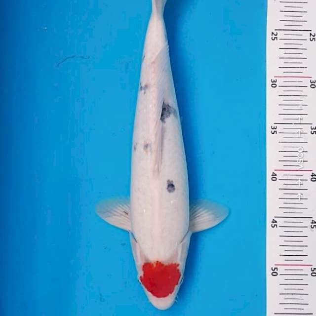 Tancho Sanke Tategoi 40cm Male