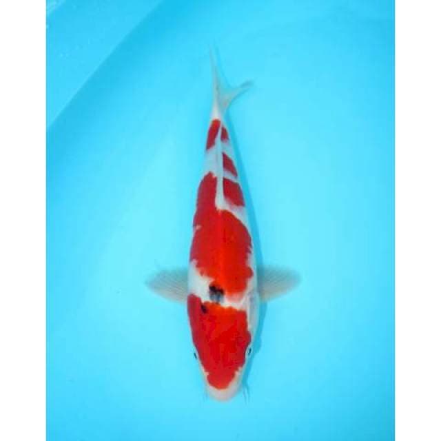 SANKE 30 CM