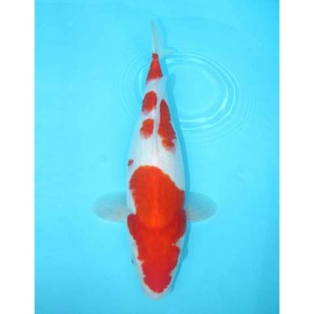 KOHAKU 33 CM