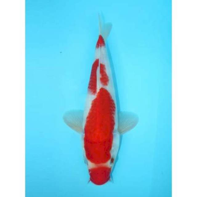 KOHAKU KUCHIBENI 28 CM