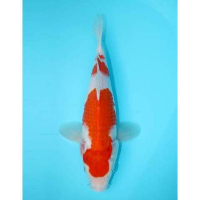 KOHAKU 26 CM