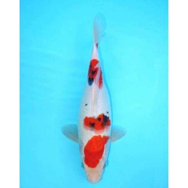 SANKE SANDAN 30 CM FEMALE