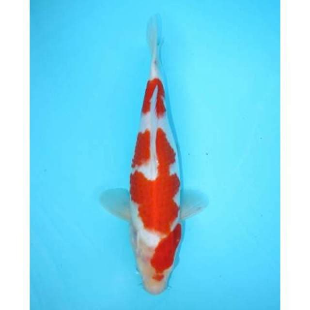 KOHAKU 30 CM FEMALE