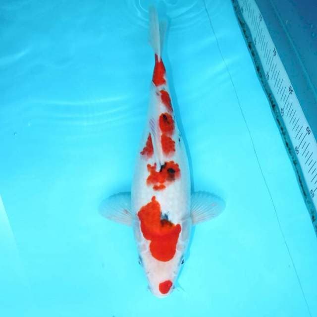 SANKE 31 CM FEMALE