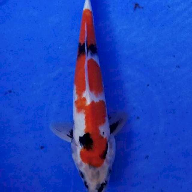 Showa inazuma original 27cm