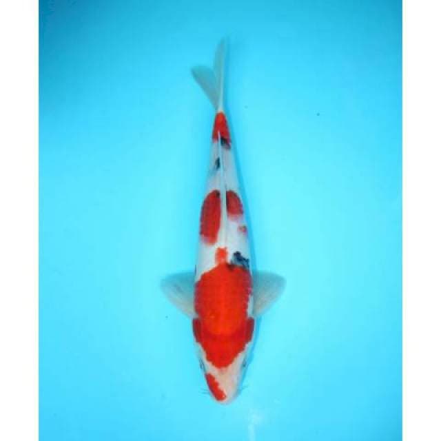 SANKE 29 CM MALE
