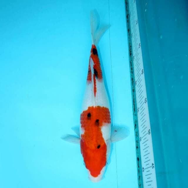 SANKE 30 CM FEMALE