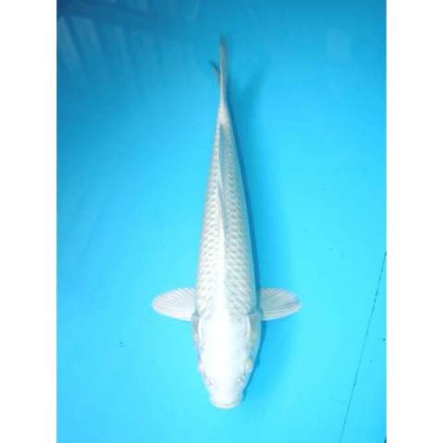 PLATINUM 31 CM