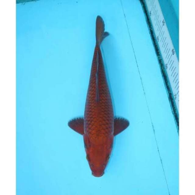 CHAGOI 24 CM