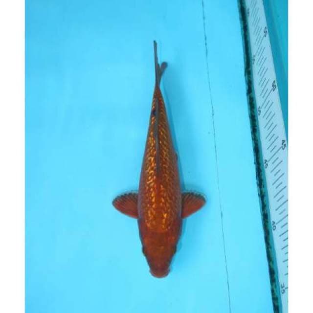 CHAGOI GINRIN 20 CM