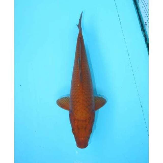 CHAGOI 22 CM