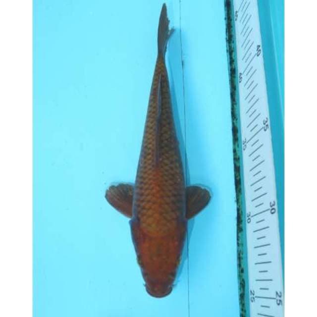 CHAGOI 20 CM