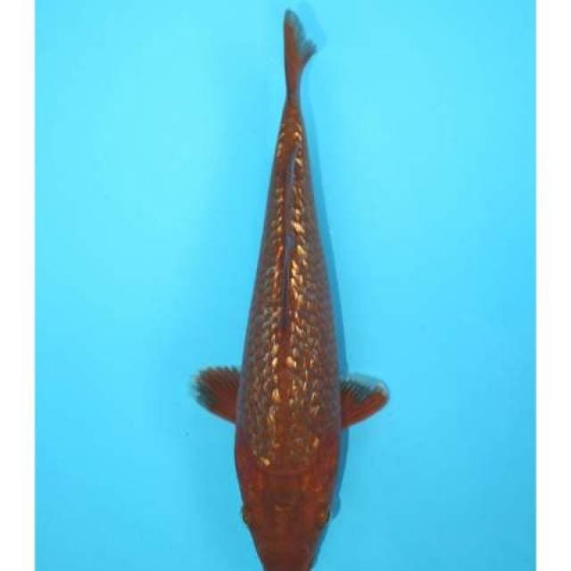 CHAGOI GINRIN 21 CM
