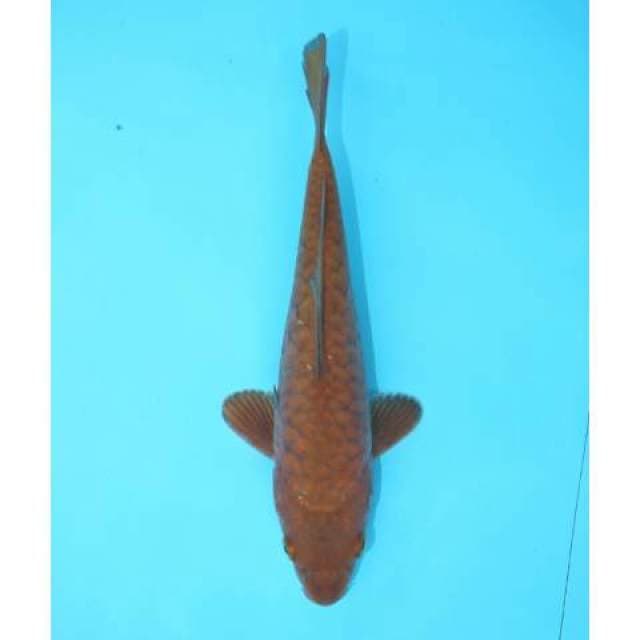 CHAGOI 19 CM