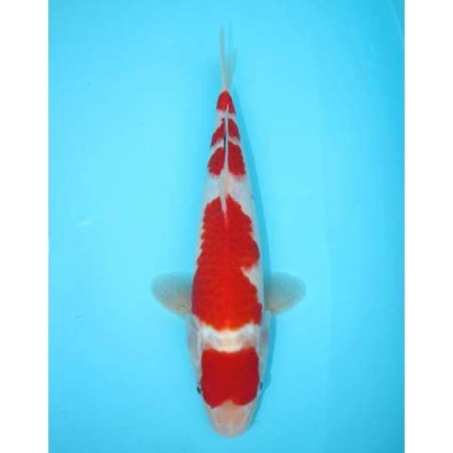 SANKE 30 CM